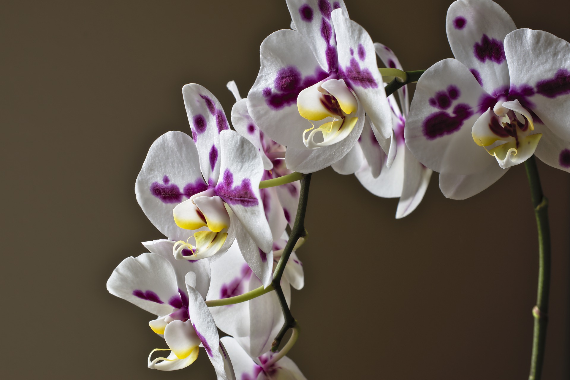 5 Tips For Growing Orchids For Beginners The Urban Gardener 